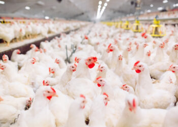 Former CDC Director Warns Bird Flu Could Spark Next Pandemic