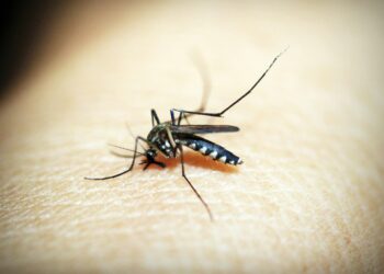 Rising Threat of Oropouche Virus Prompts Global Health Alert