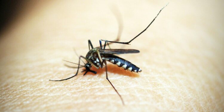 Rising Threat of Oropouche Virus Prompts Global Health Alert