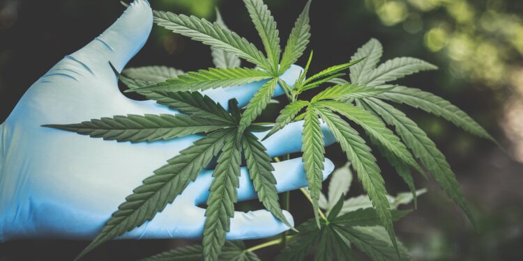 New York Cannabis Control Board Approves Licenses and Launches CAURD Grant